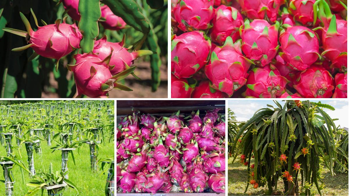 How to Support and Train Dragon Fruit Vines for Maximum Yield