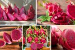 Top Dragon Fruit Exporting Countries in 2025