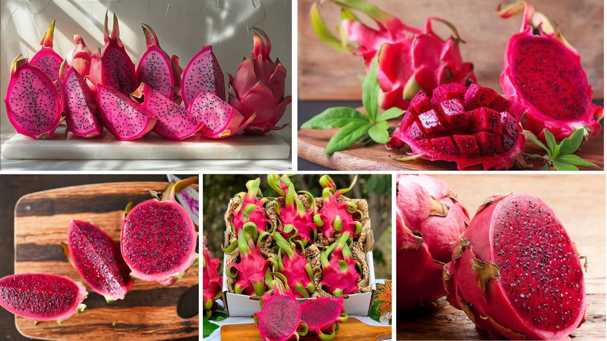 Top Dragon Fruit Exporting Countries in 2025