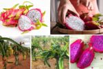 Fastest-Growing Dragon Fruit Farming Success Stories