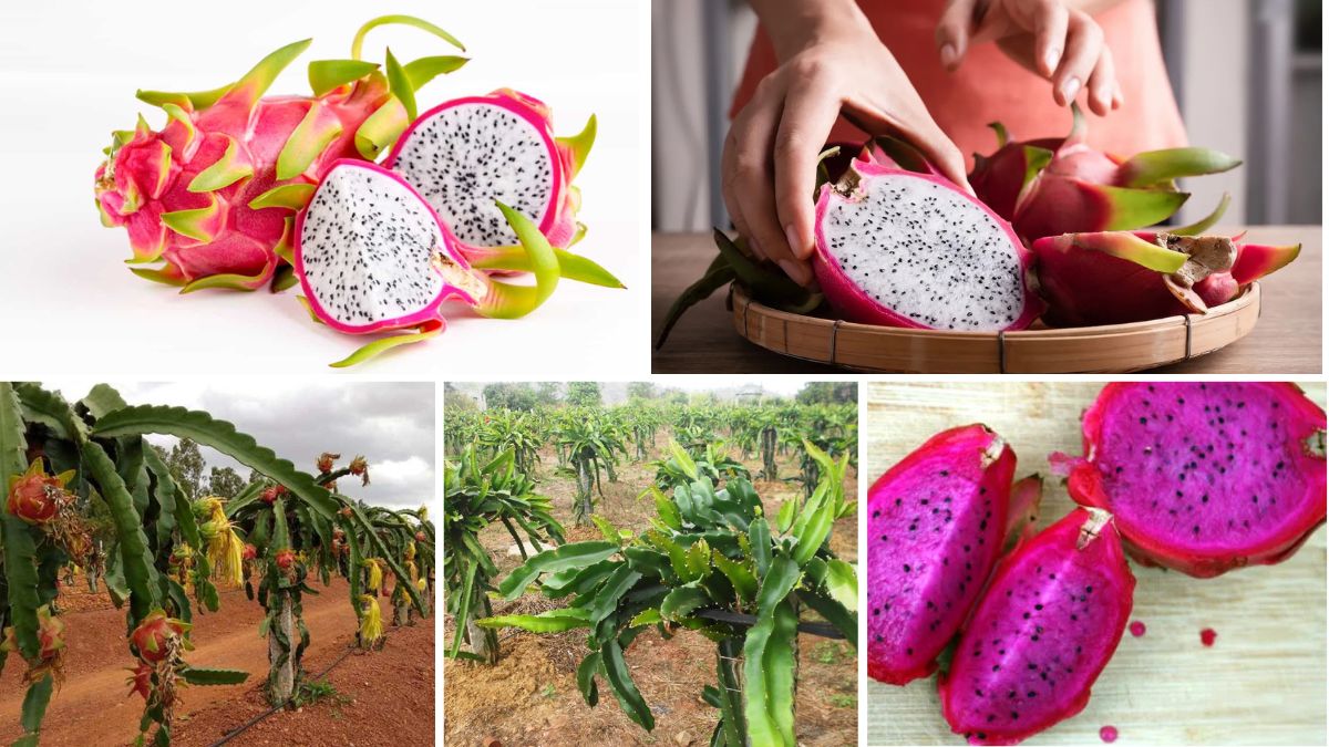 Fastest-Growing Dragon Fruit Farming Success Stories