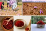Which Country is the Largest Saffron Producer?
