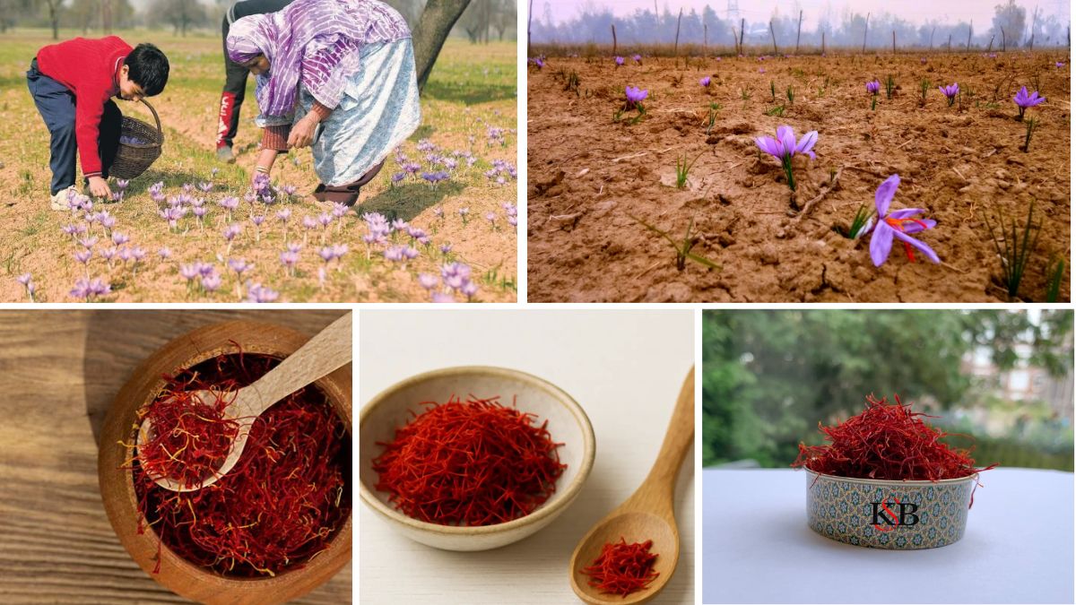 Which Country is the Largest Saffron Producer?