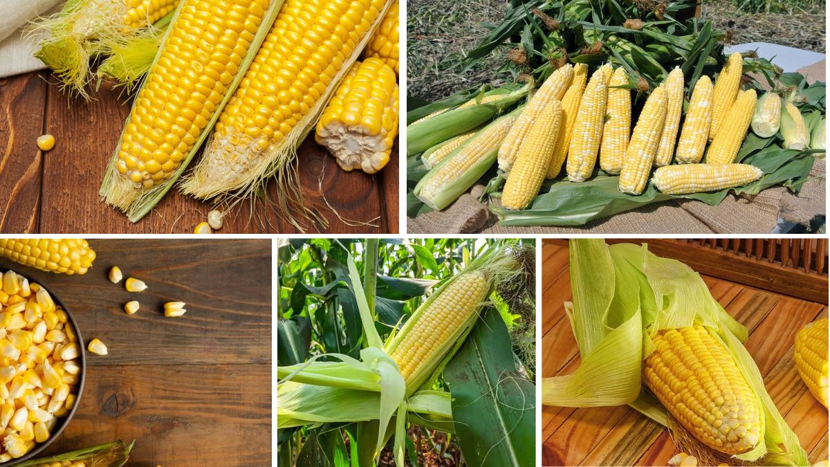 Which Country Is the Largest Sweet Corn Exporter?