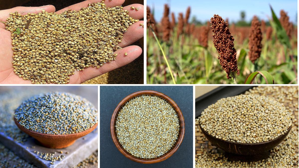 Which Country is the Largest Millet Producer?