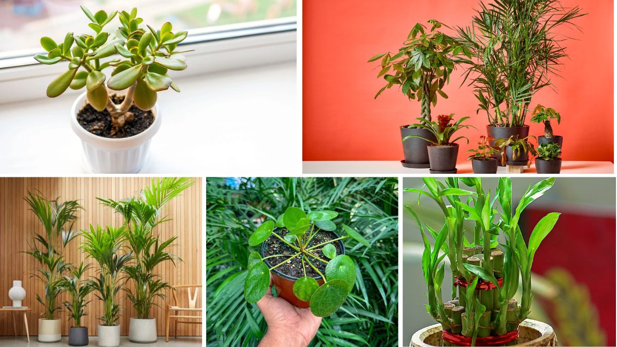 How to Boost Good Fortune With Lucky Indoor Plants