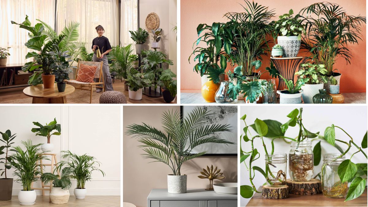 Care Plants That Bring Good Luck and Style