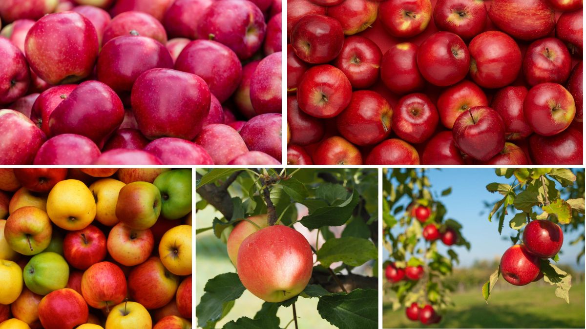 Which Country Is the Largest Apple Exporter?