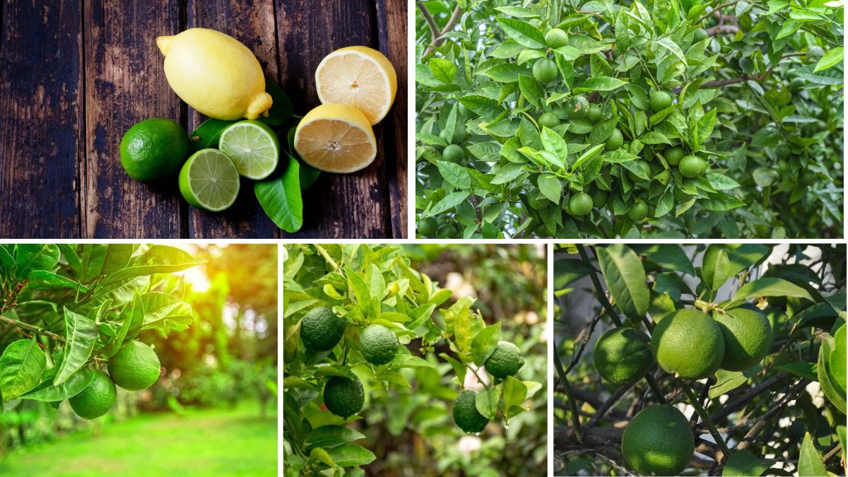 Which Country Is the Largest Lime Exporter?