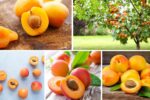 Which Country is the Largest Apricot Importer?