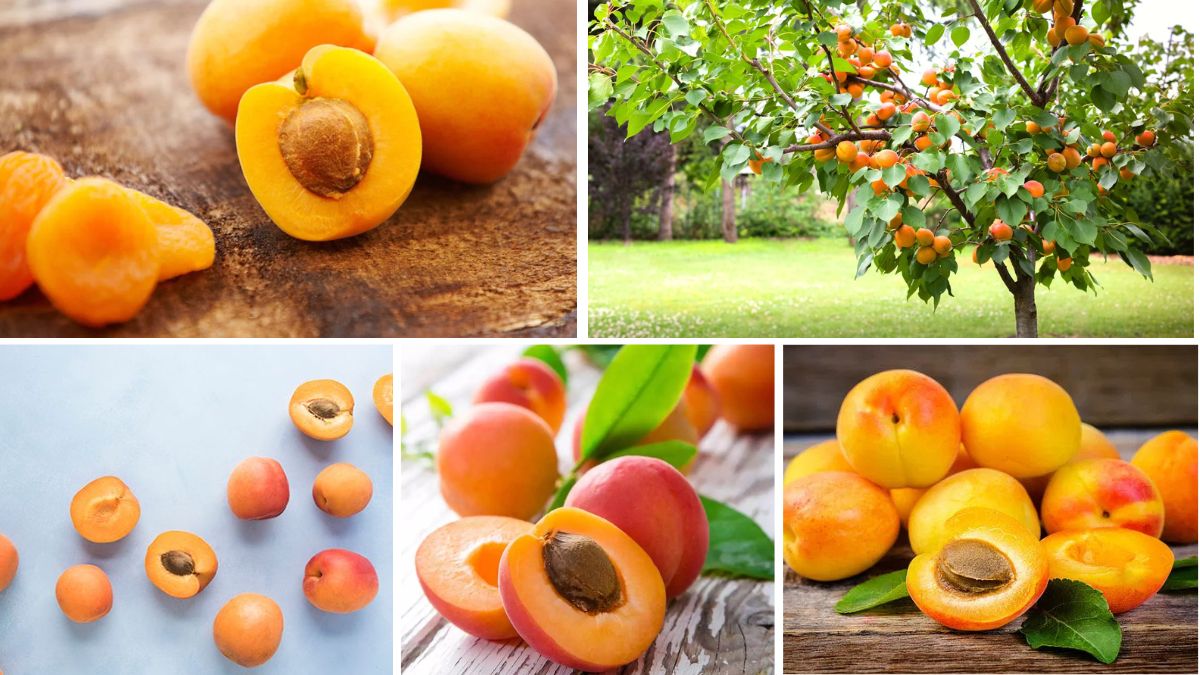 Which Country is the Largest Apricot Importer?