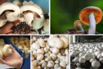 Which Country is the Largest Mushroom Producer Globally?