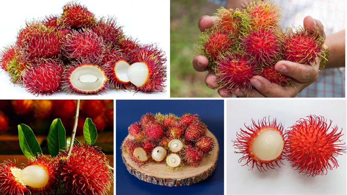 Which Country is the Largest Rambutan Producer?