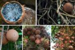 Which Country is the Largest Cannonball Fruit Producer?