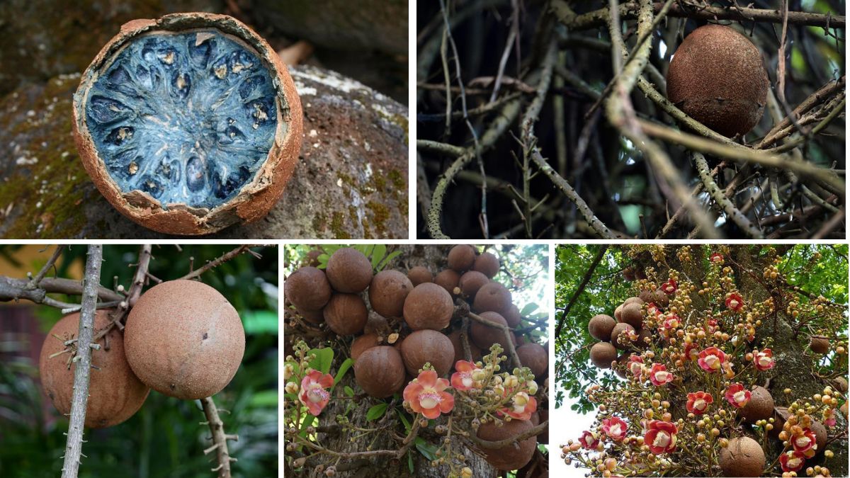 Which Country is the Largest Cannonball Fruit Producer?