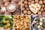 Which Country is the Largest Macadamia Nut Producer?
