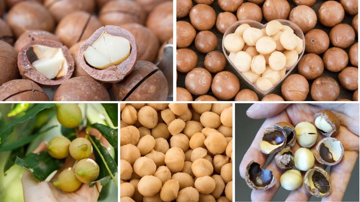 Which Country is the Largest Macadamia Nut Producer?