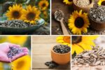Which Country is the Largest Sunflower Seed Producer?