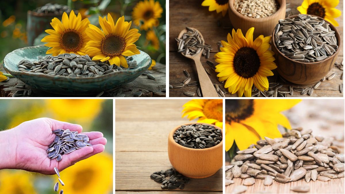 Which Country is the Largest Sunflower Seed Producer?