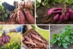 How to Plant Sweet Potatoes for a Bigger Harvest