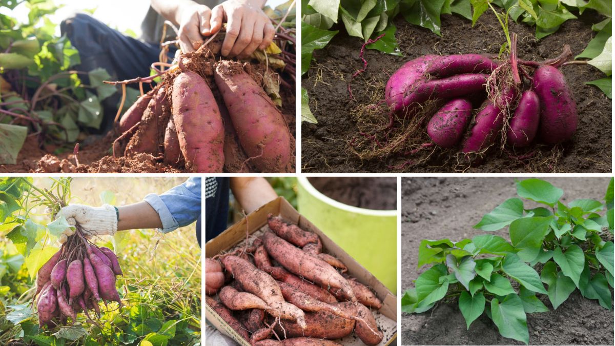 How to Plant Sweet Potatoes for a Bigger Harvest