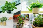 How to Grow Mint Indoors in Just Water