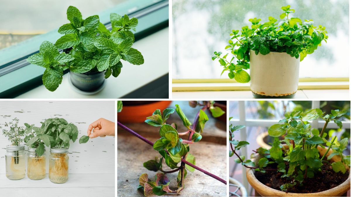 How to Grow Mint Indoors in Just Water