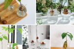 How to Grow Avocado From a Pit at Home