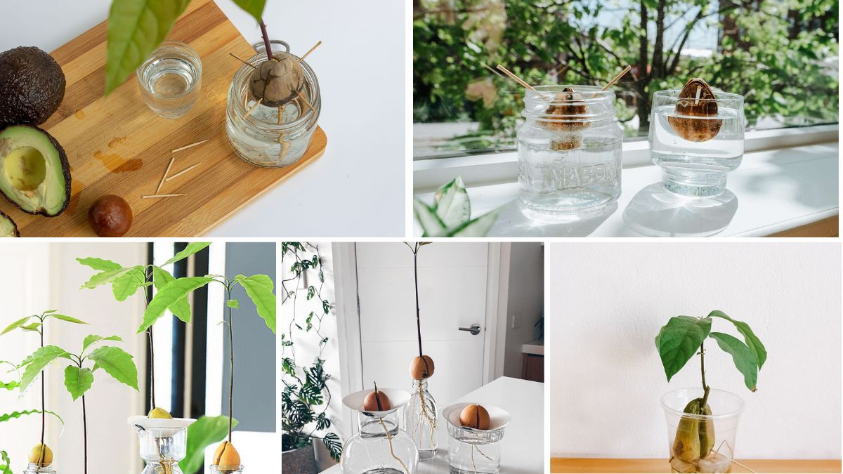 How to Grow Avocado From a Pit at Home