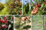 How to Grow Cherry Trees From Seeds — Step-by-Step