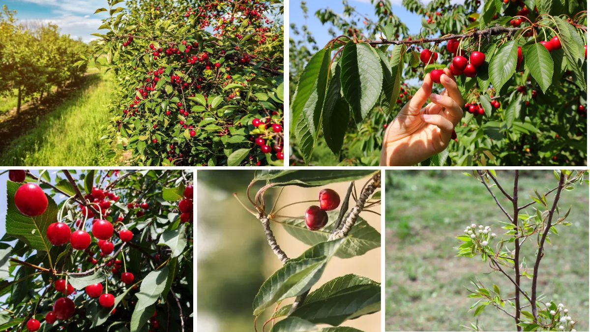 How to Grow Cherry Trees From Seeds — Step-by-Step