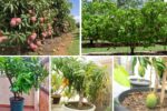 How to Grow Mango Trees in Pots