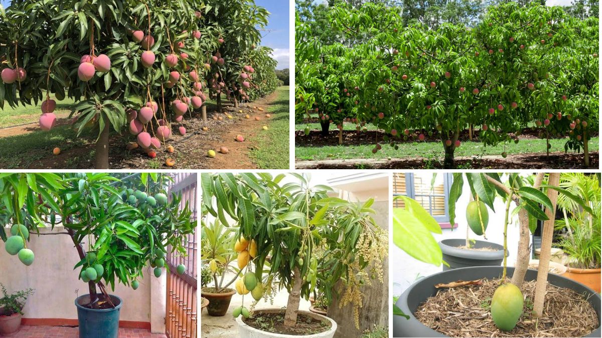 How to Grow Mango Trees in Pots