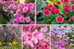 Best Flowering Plants to Brighten Your Garden in Spring