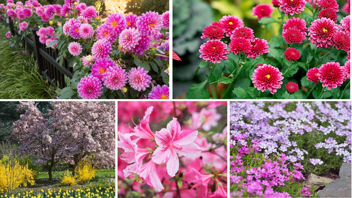 Best Flowering Plants to Brighten Your Garden in Spring