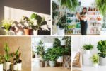 Summer Plant Care Tips for Indoor Greenery