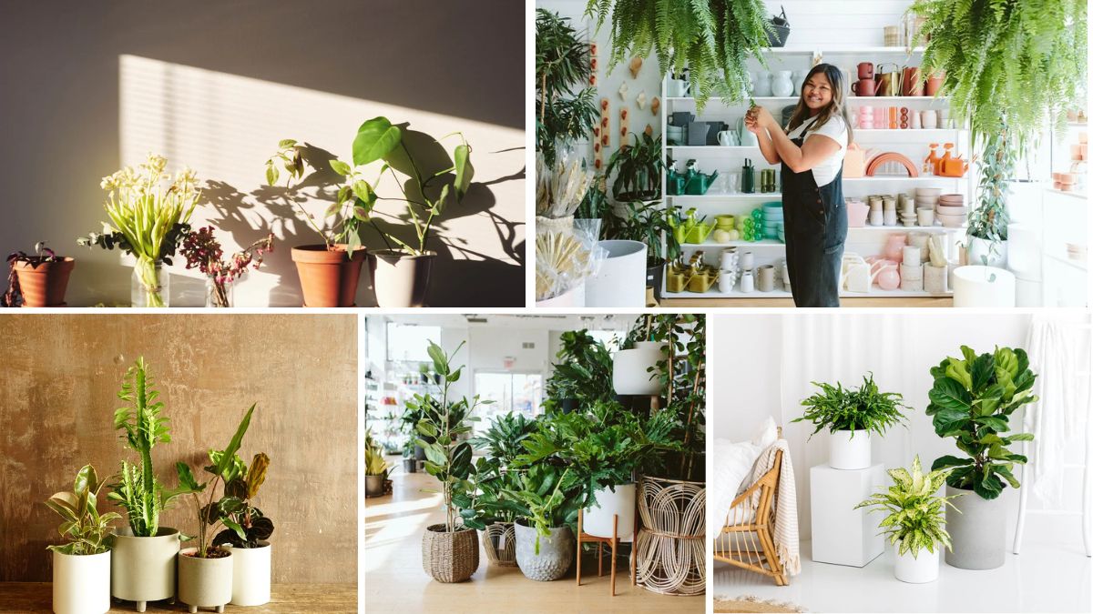 Summer Plant Care Tips for Indoor Greenery