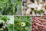 Best Crops to Grow During Monsoon Season