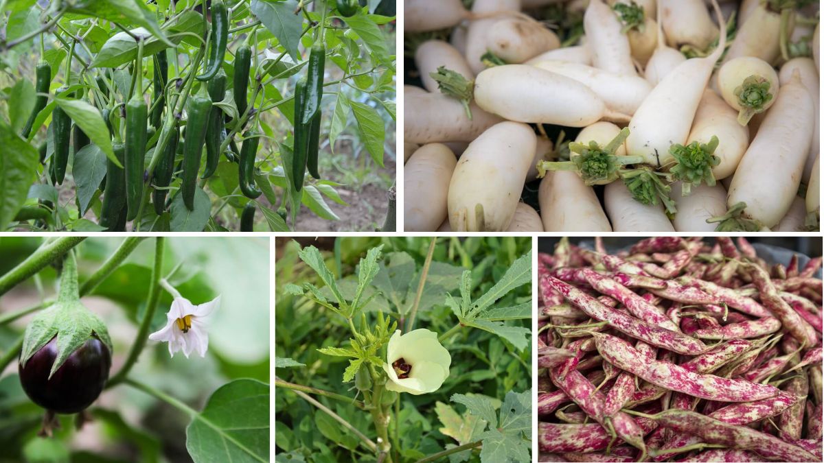 Best Crops to Grow During Monsoon Season