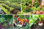 The Easiest Crops for Early Spring Harvest