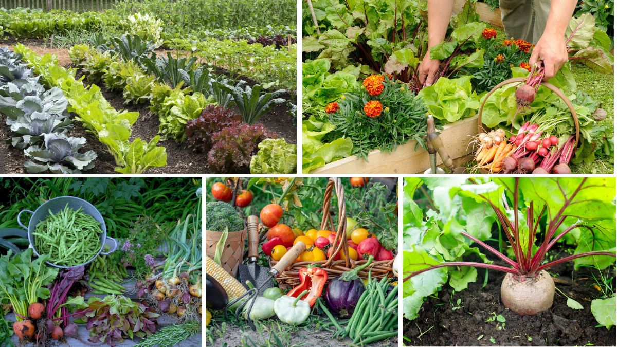 The Easiest Crops for Early Spring Harvest