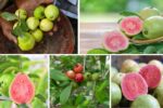 Where Do Most of the World’s Guavas Come From?