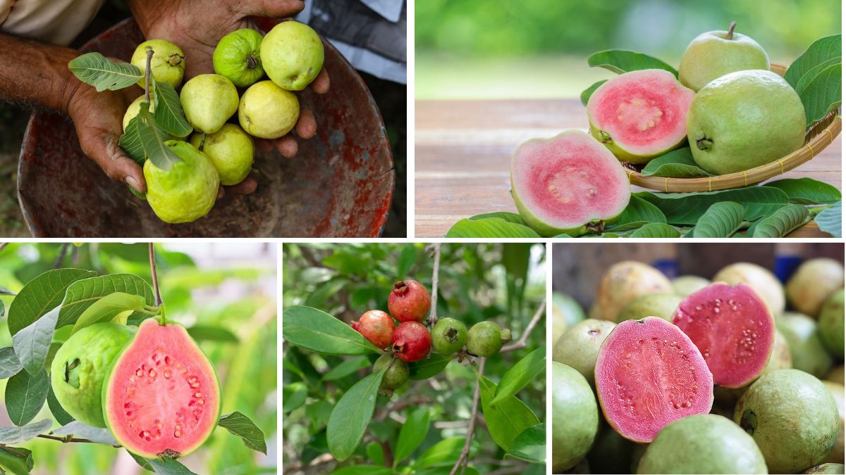 Where Do Most of the World’s Guavas Come From?