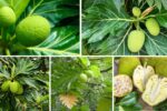 Countries Famous for Breadfruit Production