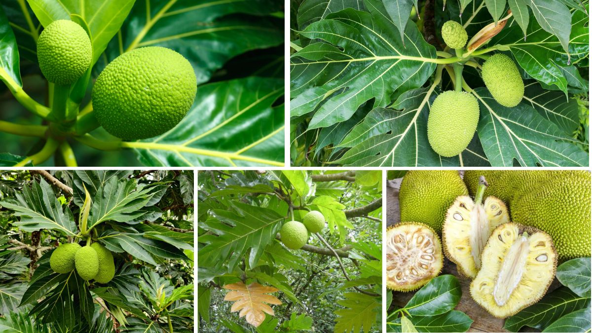 Countries Famous for Breadfruit Production