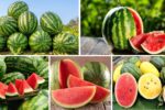 Countries That Import the Most Watermelons