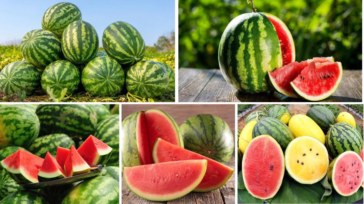 Countries That Import the Most Watermelons