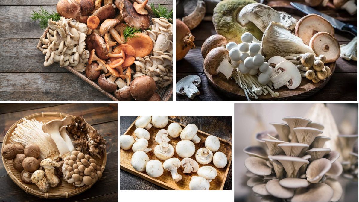 Countries That Produce the Most Mushrooms