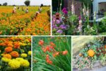 5 Gorgeous Autumn-Themed Flower Beds for Seasonal Warmth
