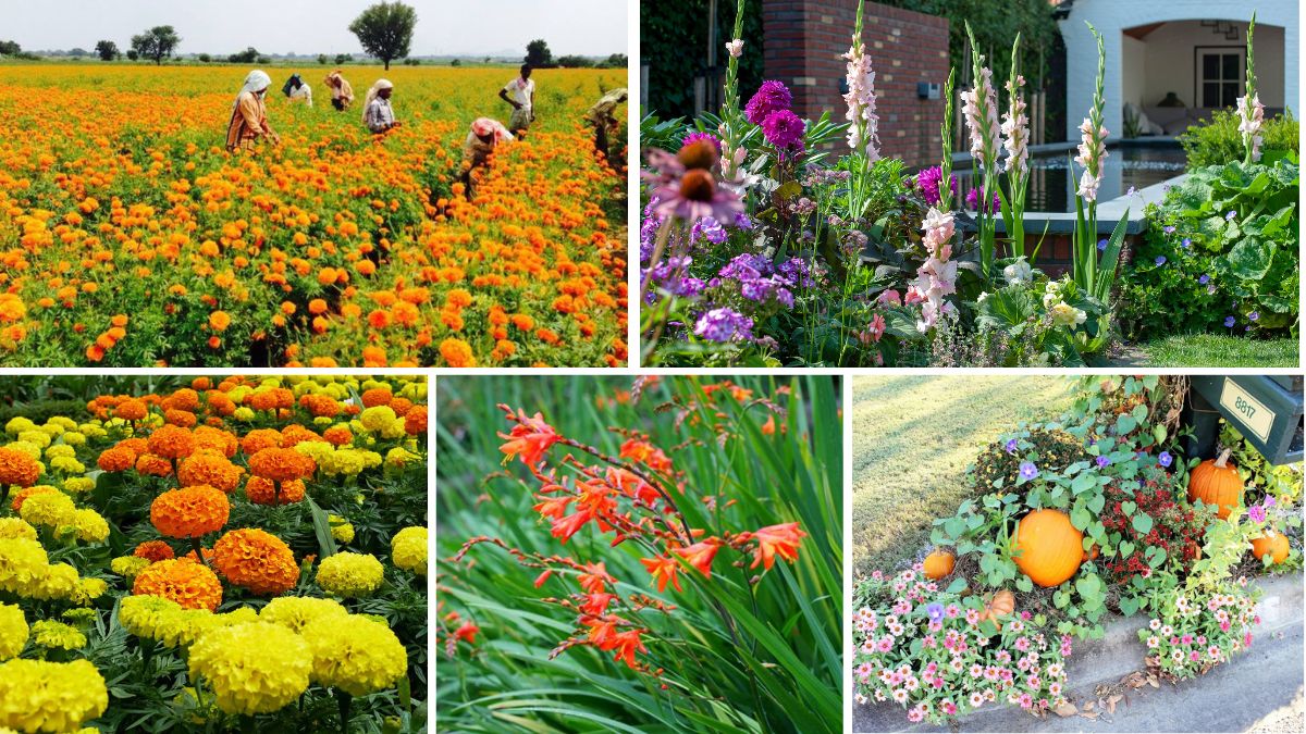 5 Gorgeous Autumn-Themed Flower Beds for Seasonal Warmth